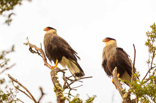 iving Organism, One Animal, The Natural World, Crested Caracara, Animal Wildlife