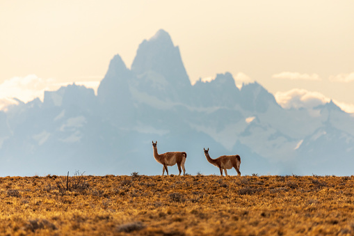 Picturesque guanaco graze on the hills. Fitz Roy - mountain peak in Patagonia. The mountain range by sunrise. The concept of extreme, active and photo tourism