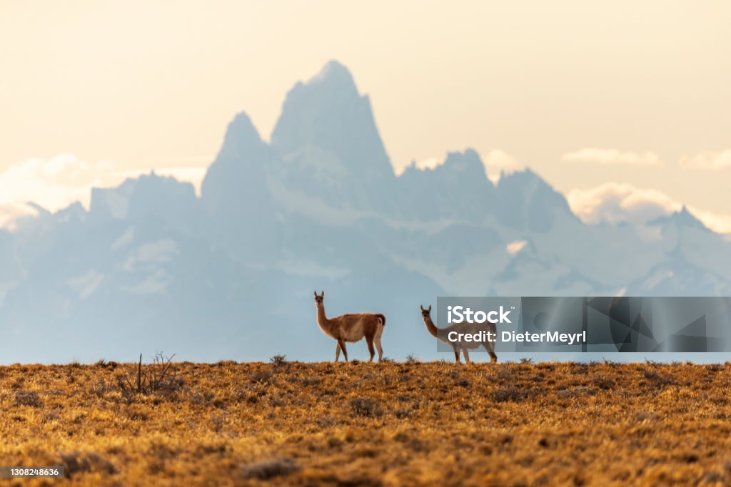 Two Guanaco in Los Glaciares National Park with view to Mt. Fitz Roy Picturesque guanaco graze on the hills. Fitz Roy - mountain peak in Patagonia. The mountain range by sunrise. The concept of extreme, active and photo tourism Argentina Stock Photo