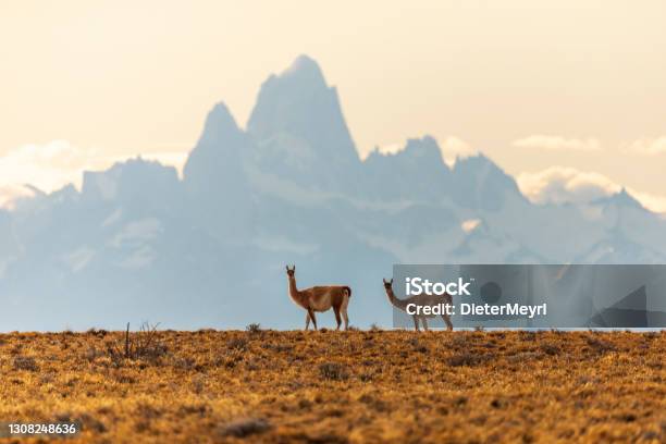 Two Guanaco In Los Glaciares National Park With View To Mt Fitz Roy Stock Photo - Download Image Now