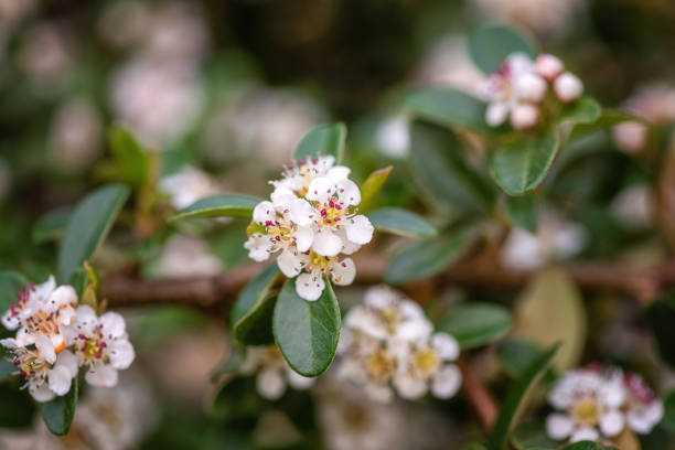 Blossoming bearberry cotoneaster or Cotoneaster dammeri shrub with beautiful white flowers, natural outdoor background Blossoming bearberry cotoneaster or Cotoneaster dammeri shrub with beautiful white flowers, natural outdoor botanical background cotoneaster horizontalis stock pictures, royalty-free photos & images