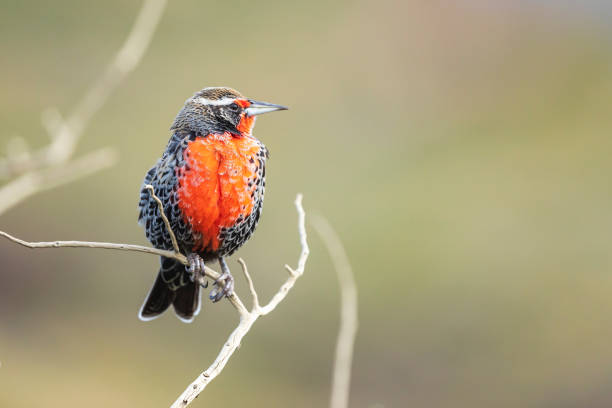 istock Long-tailed Meadowlark, Sturnella loyca bird from patagonia 1308249235