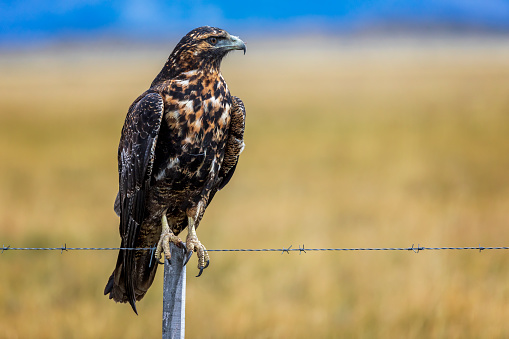Portrait of an Ornate Hawk-Eagle (Spizaetus ornatus). Misiones, Argentina.