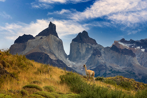 Guanaco (Lama guanicoe) grazing on a hillside in Torres del Paine National Park in the Magallanes region of southern Chile.