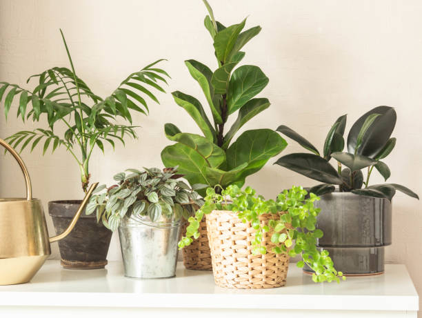 istock Various indoor plants in pots on white background 1308250579