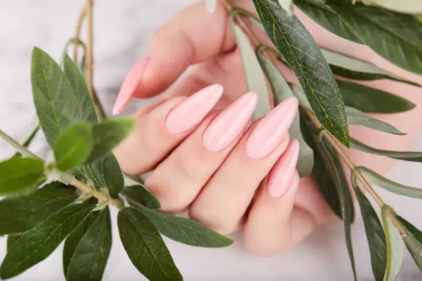 Hand with long artificial manicured nails colored with pink nail polish. Fashion and stylish manicure.