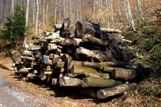 Stack of cut trees in a forest in Vaduz in Liechtenstein February 17,2021