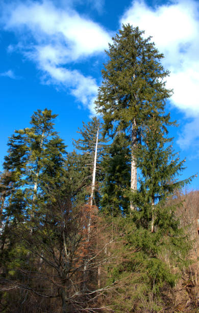 istock Walking through a forest in Vaduz in Liechtenstein 17.2.2021 1308253875