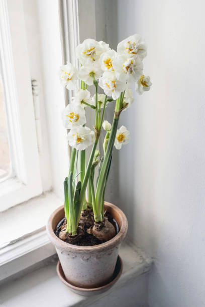 istock Spring indoor still life. White blooming daffodil in flower pot on old window sill. Easter floral home decoration. Feminine lifestyle Selective focus, top view. No people, vertical composition. 1308254000