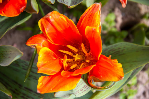 istock Tulip early Harvest in close-up 1308254143