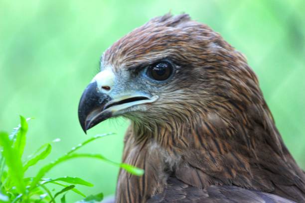 Closeup of the Steppe Eagle A very great vision is needed and the man who has it must follow it as the eagle seeks the deepest blue of the sky steppe eagle aquila nipalensis detail of eagles head stock pictures, royalty-free photos & images