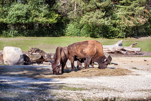 A herd of American bisons grazing in a park in summer.