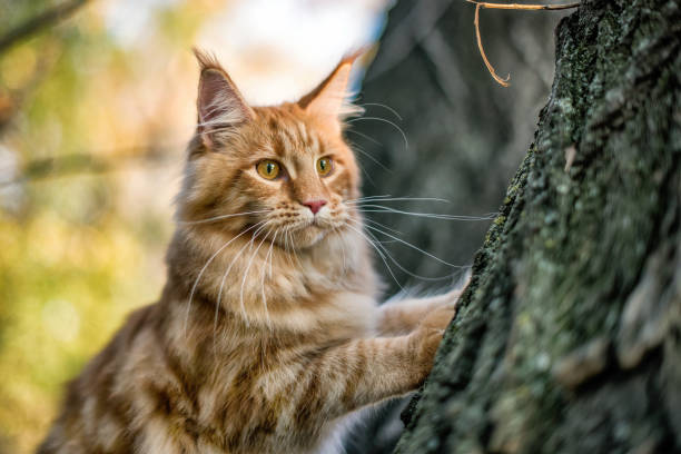 a big maine coon kitten sitting on a tree. - maine coon cat imagens e fotografias de stock