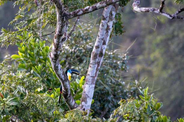 Toucan Ariel Toucan ariel, one of the largest toucans most commonly observed, especially in swampy coastal areas. channel billed toucan stock pictures, royalty-free photos & images