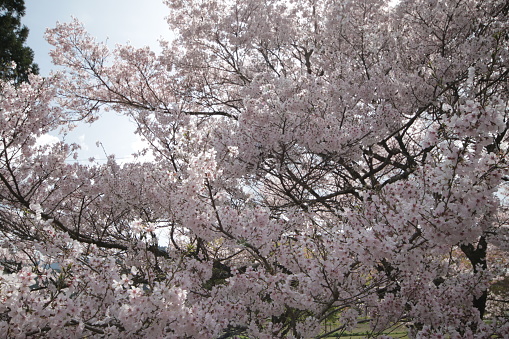 Cherry blossoms in full bloom in Higashi Mikawa