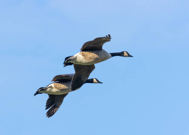 istock Canada goose in its natural habitat. 1308256349