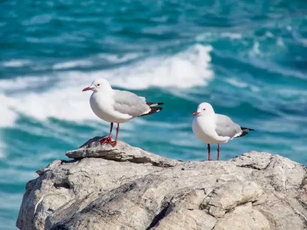 Photo of Two seagulls on a rock in the South African town of Hermanus