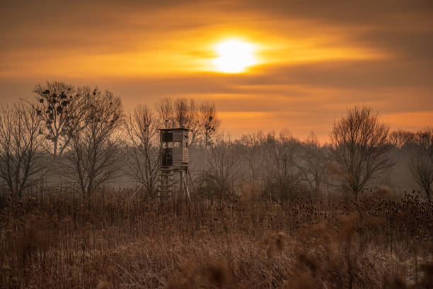 torre de caça durante um nascer do sol mal-humorado - high seat - fotografias e filmes do acervo