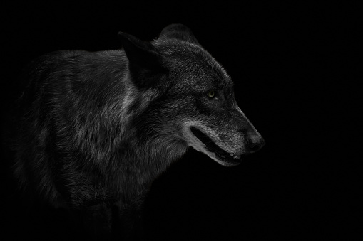 Eastern timber wolf (Canis lupus lycaon) isolated on black. Closeup of a wild animal facing right, side view.