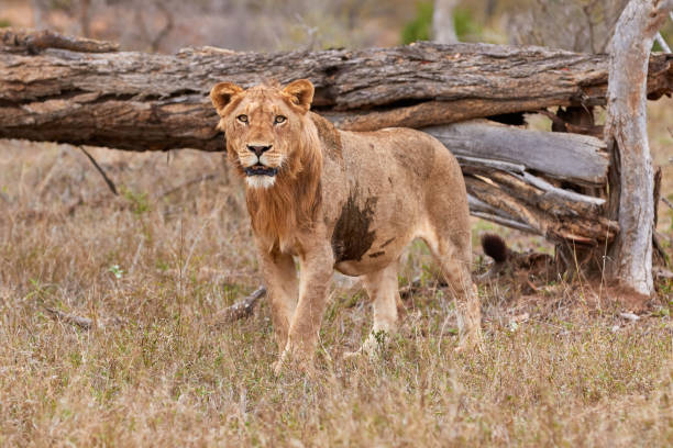 istock Young male lion in Kruger 1308259060