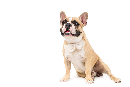 portrait of cute french bulldog wear white bowtie and sitting isolated on white background, pets and animal concept.