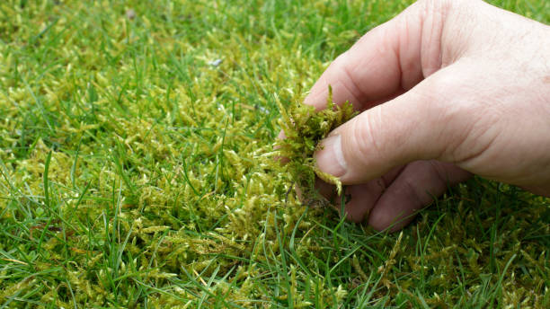Moss in the lawn stock photo