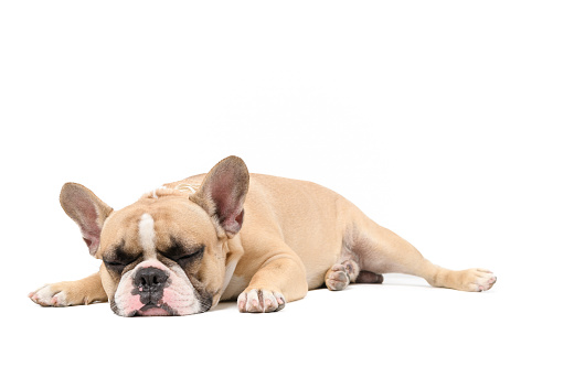 an anorexic french bulldog lying sleep isolated on a white background, health dog concept