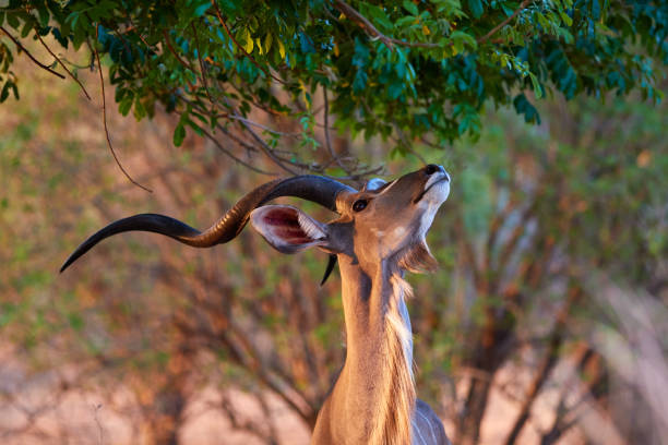 Kudu bull reaching a tree in Mana Pools stock photo
