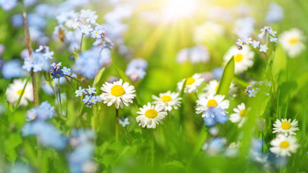 istock Meadow with lots of colorful spring flowers 1308261099