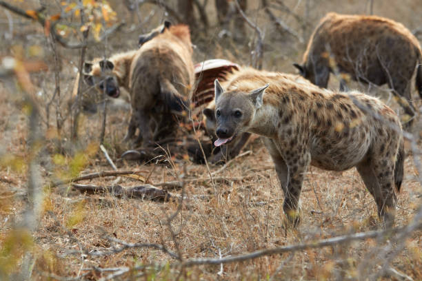 istock Hyenas eating a carcass in Kruger 1308261118