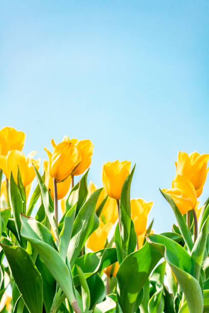 tulipan w polu żółtym - star tulip zdjęcia i obrazy z banku zdjęć