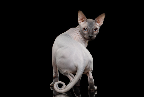 Sphynx Cat with twisted tail turn back and stare on isolated black background