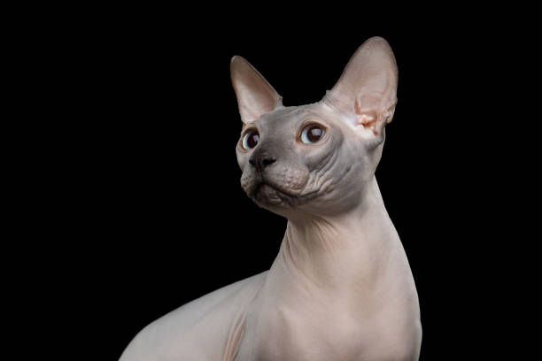 istock Funny Sphynx Cat on isolated black background 1308261549