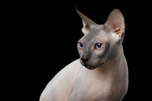 istock Funny Sphynx Cat on isolated black background 1308261600
