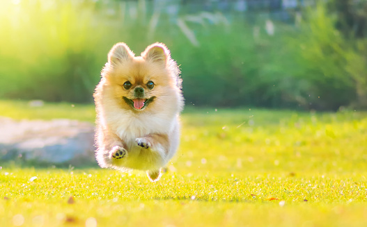 Lindo cachorro Pomeranian raza mixta perro pequinés correr en la hierba con felicidad photo
