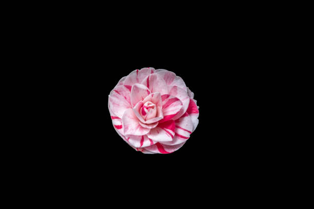 An isolated flower set against a black background