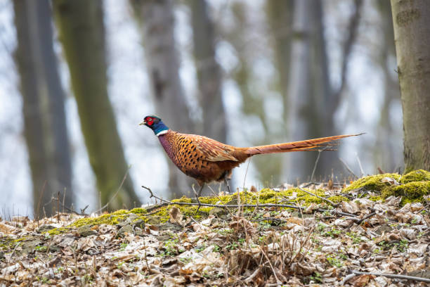 istock Male common pheasant walking in the autumn forest 1308264936