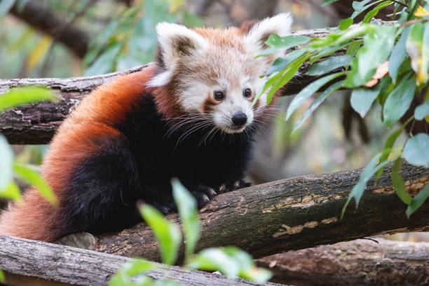 istock Cute fluffy red panda cub in the summer forest 1308264954