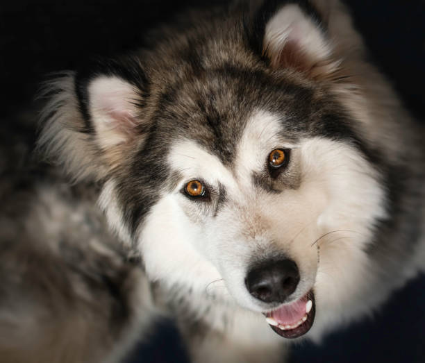 Fluffy Alaskan Malamute puppy smiling at the camera A funny Alaskan Malamute puppy smiling at the camera. Bright brown eyes, fluffy hair and happy dog. Selective focus on the eyes, blurred background. malamute stock pictures, royalty-free photos & images