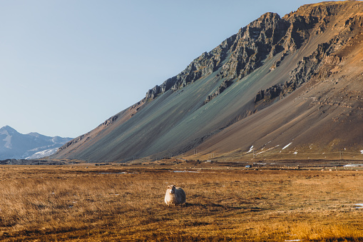 Sheep walking on the picturesque illuminated meadow near the mountain and ocean during sunrise in Iceland