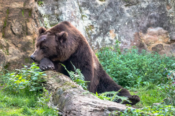 istock Huge furry brown bear sleeping on a log 1308265130