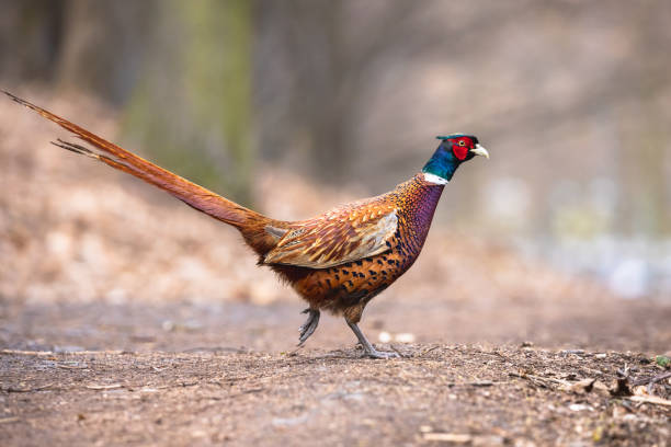 istock Male common pheasant in the autumn forest 1308265387