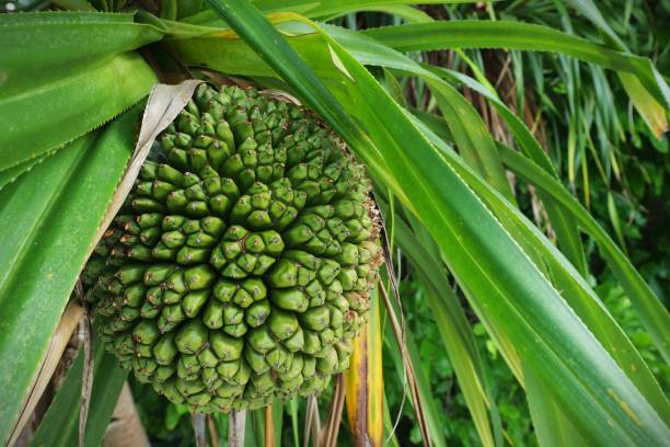 istock Pandanus Utilis for background or wallpaper 1308266386