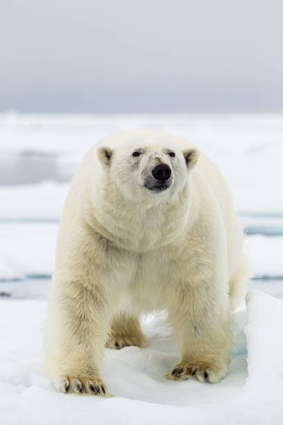 istock A Polar bear gets dangerously close to the boat 1308266492