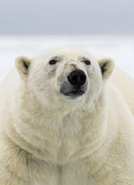 istock A Polar bear gets dangerously close to the boat 1308266531