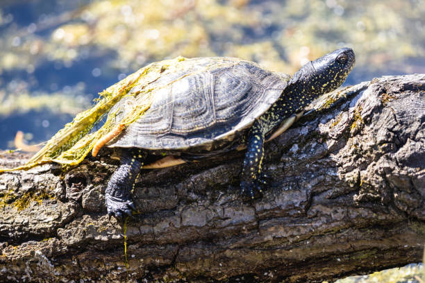istock European pond turtle sunbathing on the mossy log 1308266709