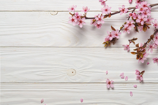Sakura or cherry blossoming branch on white wooden background. Copy space for text.