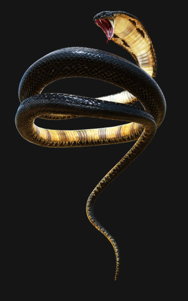 istock The World's Longest Venomous Snake on Dark Background 1308267009