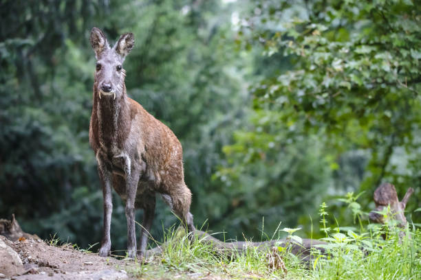 ciervos almizcle siberianos machos con colmillos largos - musk fotografías e imágenes de stock