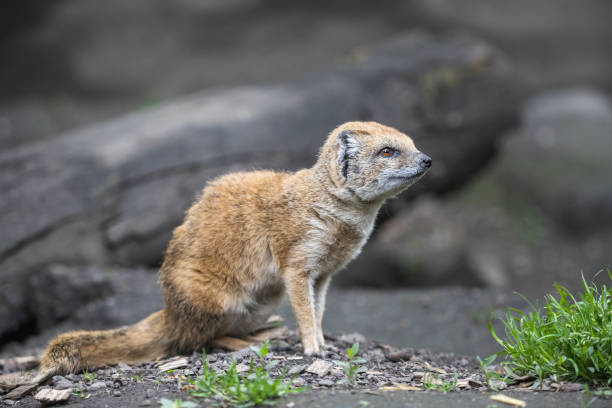 istock Cute yellow mongoose sitting on the ground 1308267861